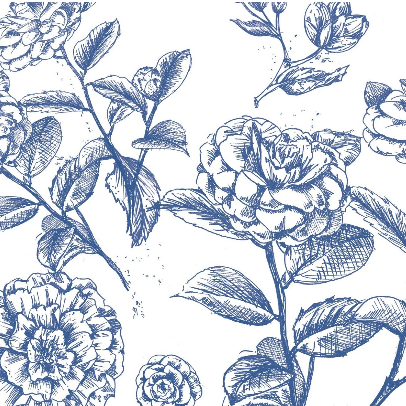Camelia